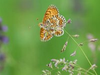 Melitaea cinxia 33, Veldparelmoervlinder, Saxifraga-Mark Zekhuis