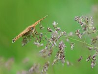 Melitaea cinxia 34, Veldparelmoervlinder, Saxifraga-Mark Zekhuis
