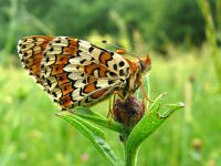 Melitaea cinxia 35, Veldparelmoervlinder, Saxifraga-Hans Grotenhuis