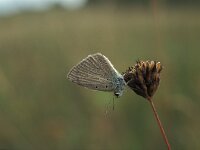 Polyommatus admetus 3, Oostelijk esparcetteblauwtje, Vlinderstichting-Kars Veling