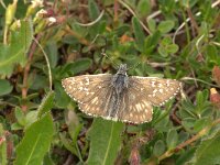 Pyrgus alveus 14, Groot spikkeldikkopje, Vlinderstichting-Kars Veling