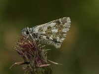 Pyrgus alveus 18, Groot spikkeldikkopje, male, Saxifraga-Jan van der Straaten