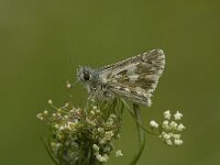 Pyrgus alveus 24, Groot spikkeldikkopje, Saxifraga-Jan van der Straaten