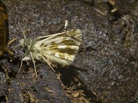 Pyrgus alveus 5, Groot spikkeldikkopje, Saxifraga-Jan van der Straaten