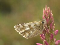 Pyrgus alveus 6, Groot spikkeldikkopje, Vlinderstichting-Kars Veling