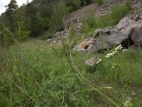 Pyrgus sidae 3, Geelbandspikkeldikkopje, habitat, Vlinderstichting-Kars Veling