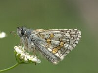 Pyrgus sidae 4, Geelbandspikkeldikkopje, Vlinderstichting-Kars Veling