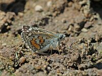 Pyrgus sidae 6, Geelbandspikkeldikkopje, Vlinderstichting-Albert Vliegenthart