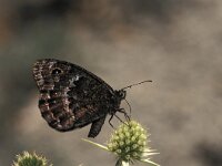 Satyrus ferula 28, Grote saterzandoog, male, Vlinderstichting-Kars Veling