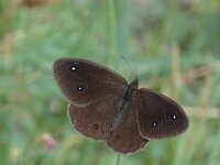 Satyrus ferula 29, Grote saterzandoog, male, Saxifraga-Jan van der Straaten