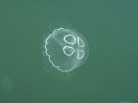 Aurelia aurita, Moon Jellyfish