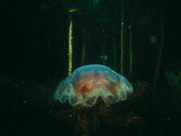 Cyanea capillata, Lion s Mane Jellyfish