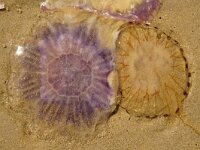 Cyanea lamarckii 12, Blauwe haarkwal, Saxifraga-Foto Fitis-Sytske Dijksen