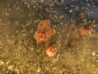 Cyanea lamarckii 16, Blauwe haarkwal, Saxifraga-Foto Fitis-Sytske Dijksen