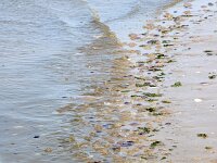 Cyanea lamarckii 22, Blauwe haarkwal, Saxifraga-Foto Fitis-Sytske Dijksen