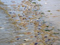 Cyanea lamarckii 23, Blauwe haarkwal, Saxifraga-Foto Fitis-Sytske Dijksen