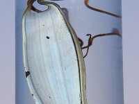 Scyliorhinus stellaris
