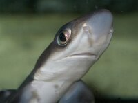 Squalus acanthias