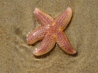 Asterias rubens, Common European Starfish