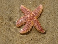 Asterias rubens, Common European Starfish