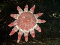 Crossaster papposus