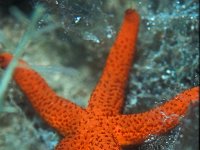 Echinaster sepositus, Large Multicolour Star Fish