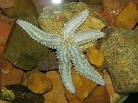 Marthasterias glacialis 1, IJslandse zeester, Foto Fitis-Sytske Dijksen