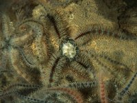 Ophiothrix fragilis, Common Brittle Star