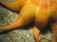 Solaster endeca, Purple Sunstar