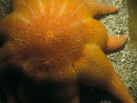 Solaster endeca 2, Negenvoeter, Saxifraga-Eric Gibcus