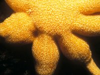 Solaster endeca 3, Negenvoeter, Saxifraga-Eric Gibcus