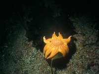 Solaster endeca 4, Negenvoeter, Saxifraga-Eric Gibcus