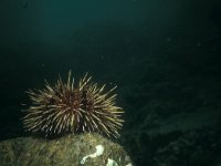 Strongylocentrotus droebachiensis, Green Sea Urchin