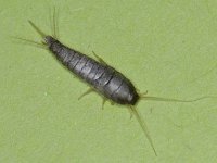 Zilvervisje spec 01 #11126 : Lepisma saccharina, Silverfish, Zilvervisje