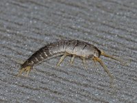 Lepisma saccharina #10972 : Lepisma saccharina, Silverfish, Zilvervisje