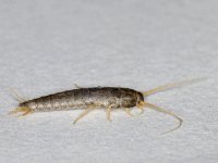 Lepisma saccharina #10973 : Lepisma saccharina, Silverfish, Zilvervisje