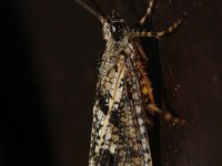 Trichoptera, Kokerjuffers, Caddisflies
