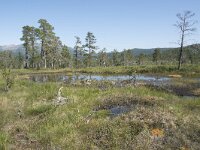 N, Troms, Senja, Anderdalen Nat Park 10, Saxifraga-Willem van Kruijsbergen