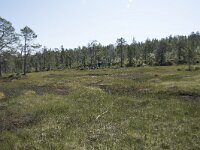 N, Troms, Senja, Anderdalen Nat Park 12, Saxifraga-Willem van Kruijsbergen