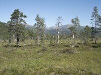 N, Troms, Senja, Anderdalen Nat Park 14, Saxifraga-Willem van Kruijsbergen