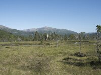 N, Troms, Senja, Anderdalen Nat Park 18, Saxifraga-Willem van Kruijsbergen