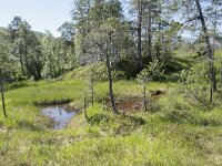 N, Troms, Senja, Anderdalen Nat Park 20, Saxifraga-Willem van Kruijsbergen