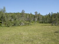 N, Troms, Senja, Anderdalen Nat Park 45, Saxifraga-Willem van Kruijsbergen