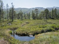 N, Troms, Senja, Anderdalen Nat Park 56, Saxifraga-Willem van Kruijsbergen