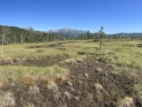 N, Troms, Senja, Anderdalen Nat Park 64, Saxifraga-Willem van Kruijsbergen