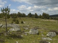 F, Lozere, Saint-Etienne-du-Valdonnez 4, Saxifraga-Marijke Verhagen