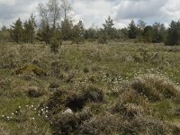 F, Lozere, Saint-Etienne-du-Valdonnez 6, Saxifraga-Marijke Verhagen