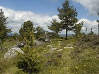 F, Lozere, Saint-Etienne-du-Valdonnez 7, Saxifraga-Marijke Verhagen