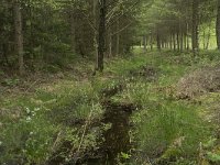 F, Yonne, Quarre-les Tombes, Etang du Grottier Blanc 1, Saxifraga-Willem van Kruijsbergen