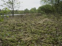 F, Yonne, Quarre-les Tombes, Etang du Grottier Blanc 6, Saxifraga-Willem van Kruijsbergen